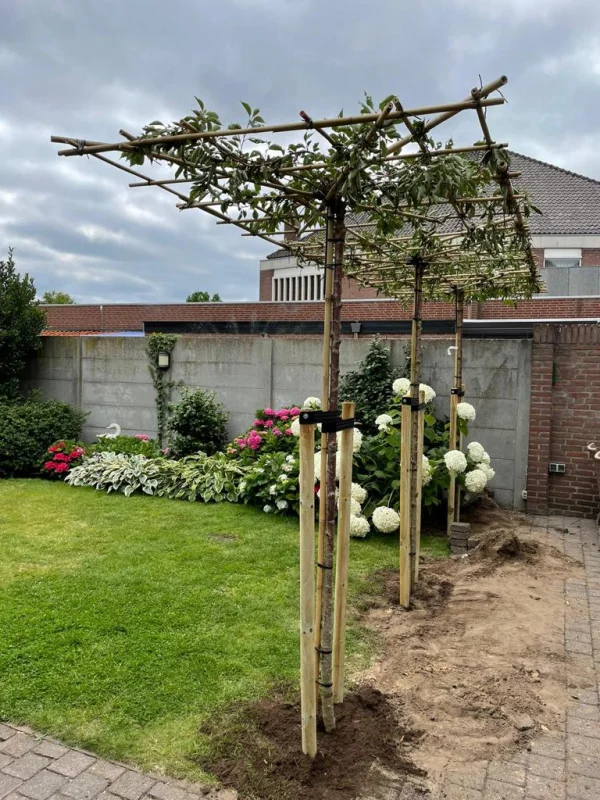 Daksierkers (Prunus Serulata Accolade)