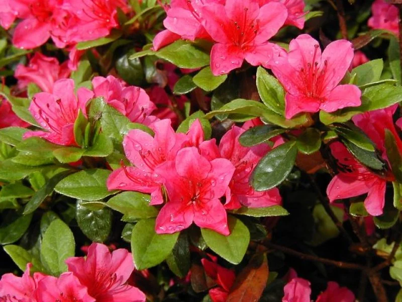 Azalea Kermesina (Japanse Azalea)