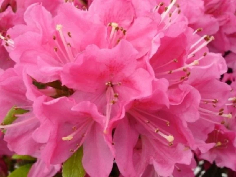 Azalea Kermesina (Japanse Azalea)
