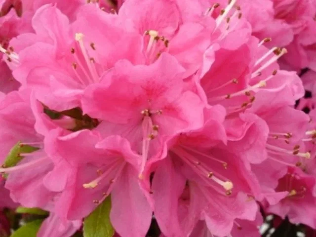 Azalea Kermesina (Japanische Azalee) Azalea Kermesina (Japanische Azalee)