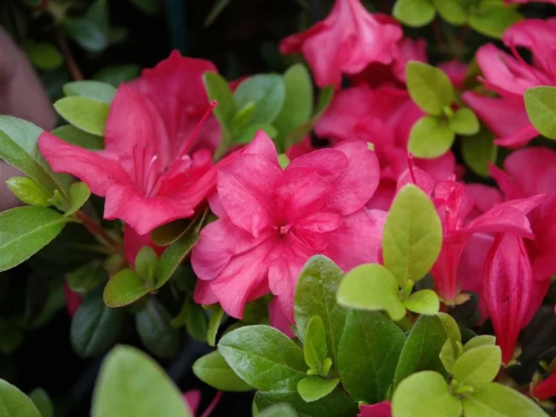 Azalea Moederkensdag (Japanse Azalea)