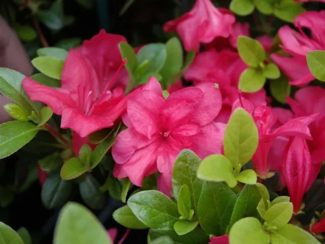 Azalea Moederkensdag (Japanische Azalee) Azalea Moederkensdag (Japanische Azalee)