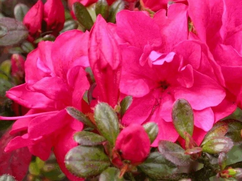 Azalea Moederkensdag (Japanse Azalea)