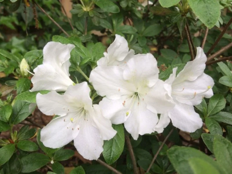 Azalea Pleasant White (Japanse Azalea)