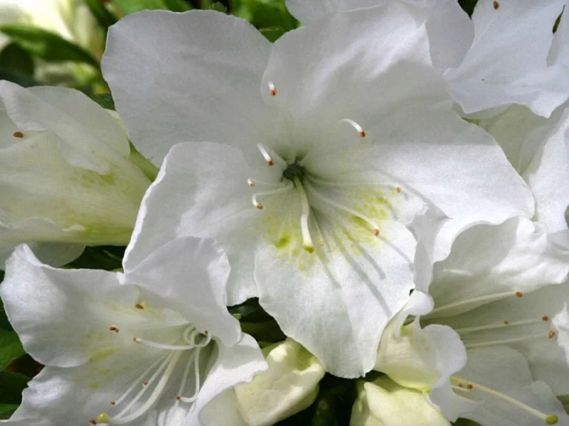 Azalea Pleasant White (Japanse Azalea)