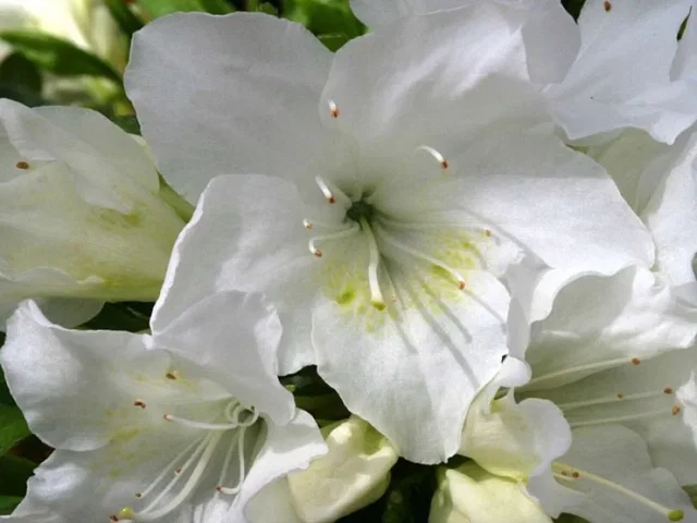 Azalea Pleasant White (Japanische Azalee ) Azalea Pleasant White (Japanische Azalee )