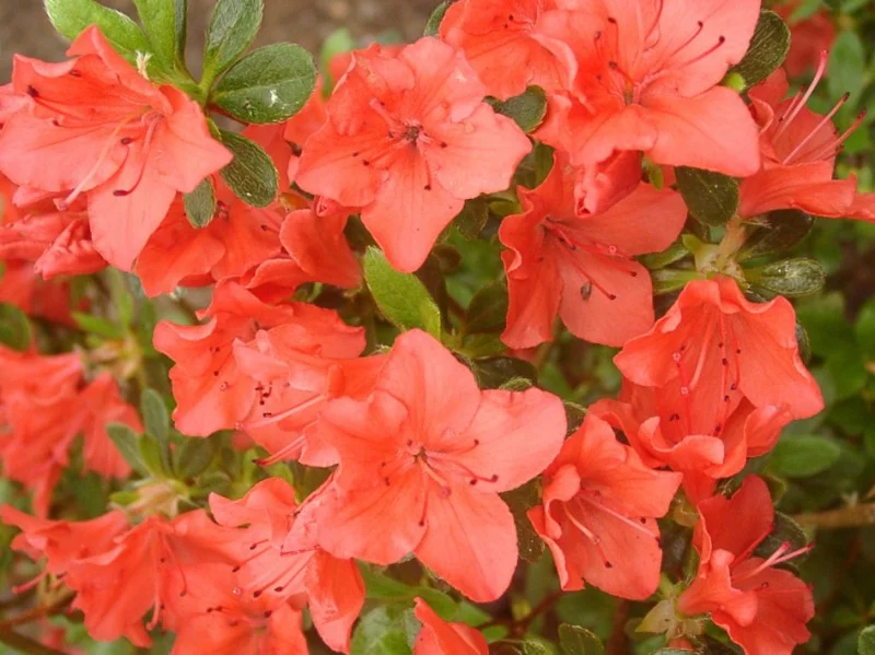 Azalea Geisha Orange (Japanse Azalea)-1