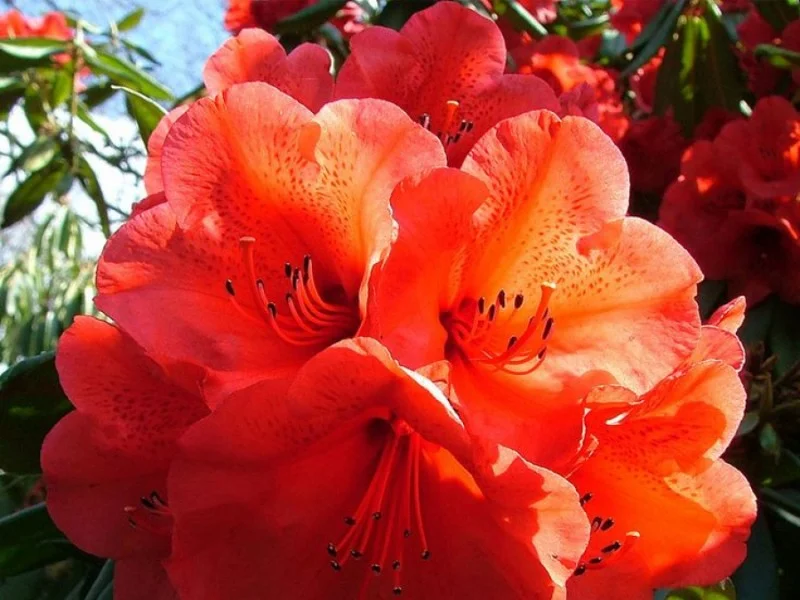 Azalea Geisha Orange (Japanse Azalea)