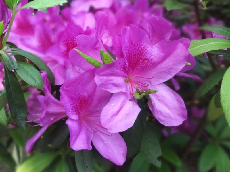 Azalea Koningstein (Japanse Azalea)