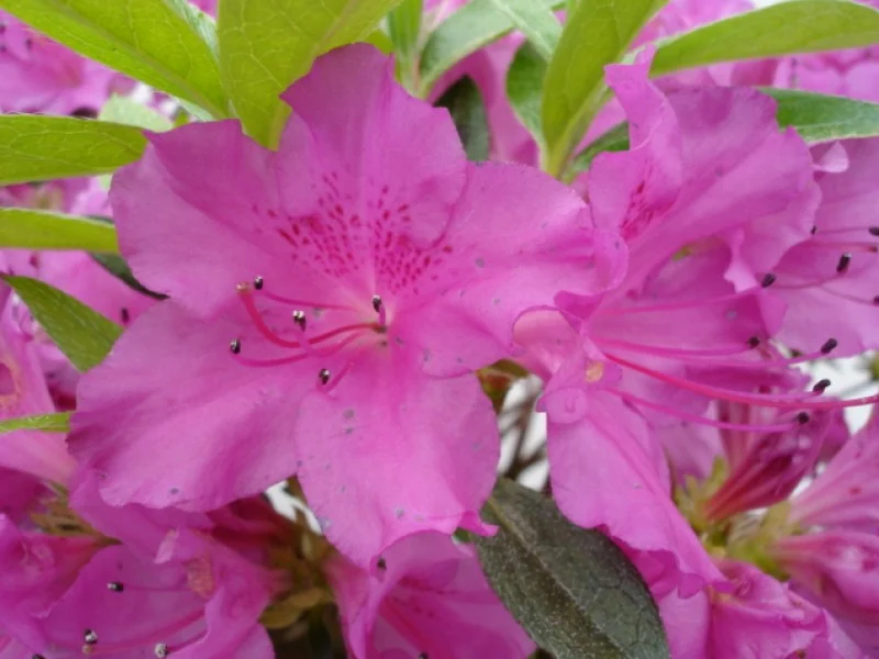 Azalea Koningstein (Japanse Azalea)-2
