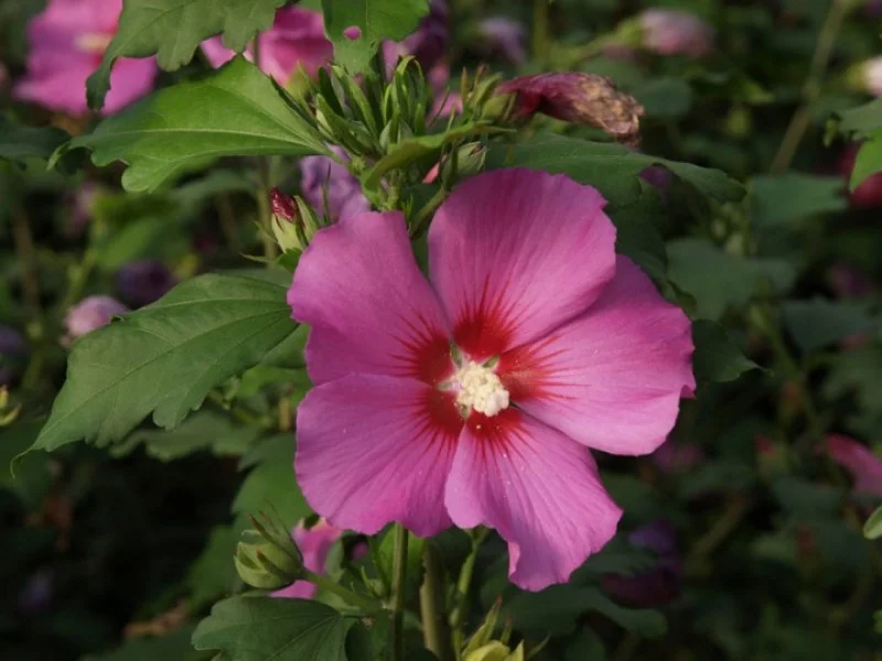 Hibiscus Syriacus Russian Violet (Altheastruik)