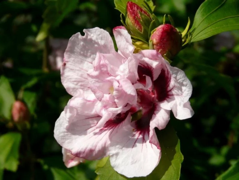 Hibiscus Syriacus Leopoldii (Altheastruik)-1