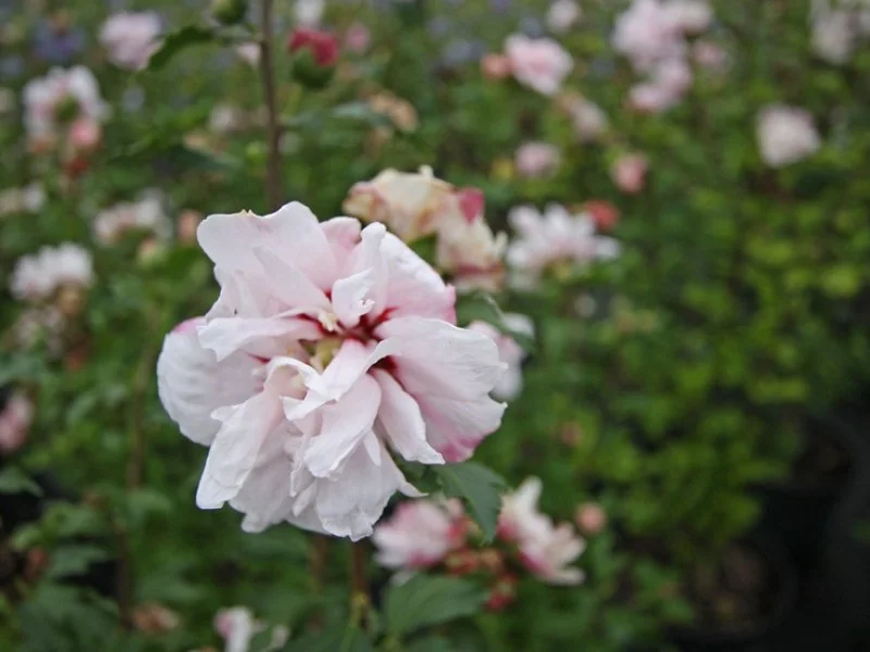 Hibiscus Syriacus Leopoldii (Altheastruik)-2