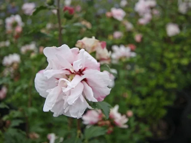 Hibiscus Syriacus Leopoldii (Garten-Eibisch)