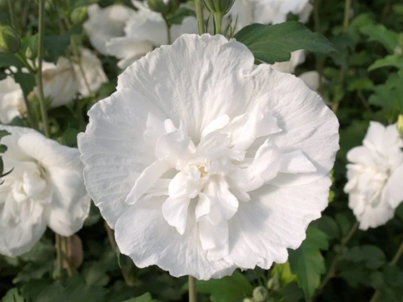 Hibiscus Syriacus White Chiffon (Altheastruik)-1