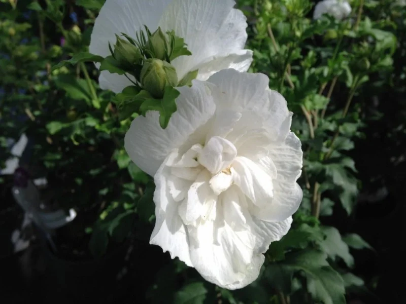 Hibiscus Syriacus White Chiffon (Altheastruik)-2