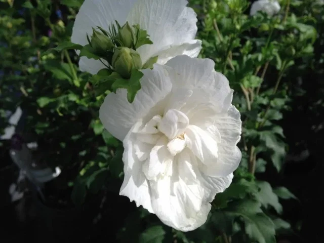 Hibiscus Syriacus White Chiffon (Garten-Eibisch)