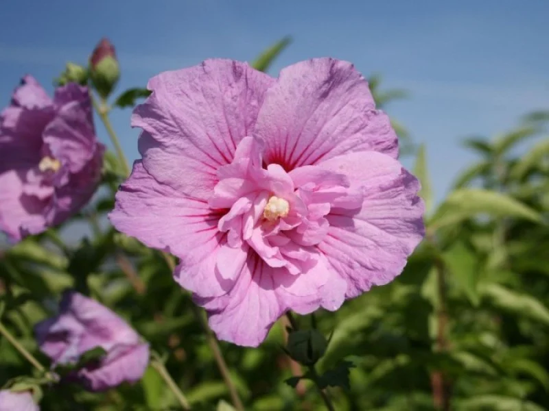 Hibiscus Syriacus Lavender Chiffon (Altheastruik)