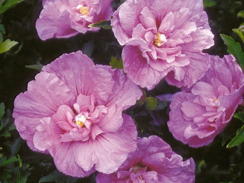 Hibiscus Syriacus Lavender Chiffon (Altheastruik)