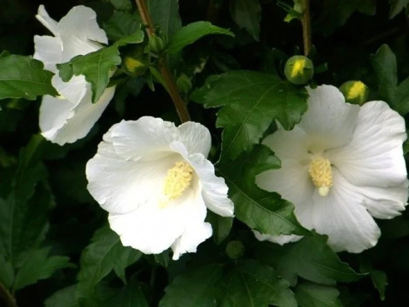 Hibiscus Syriacus Totus Albus (Altheastruik)