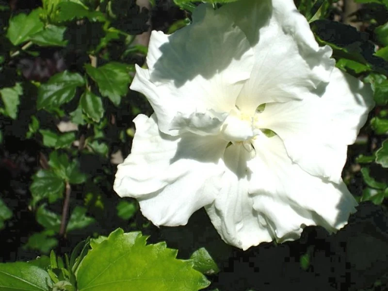 Hibiscus Syriacus Totus Albus (Altheastruik)-2