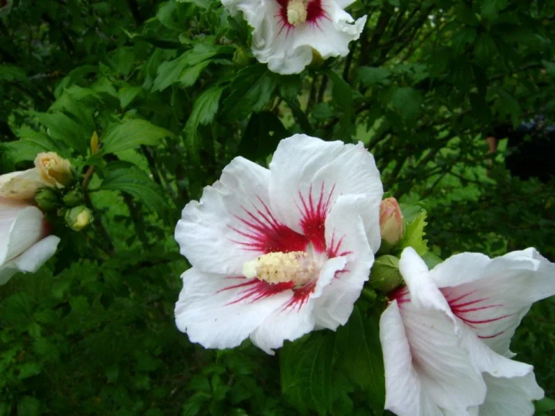 Hibiscus Syriacus Monstrosus (Altheastruik)
