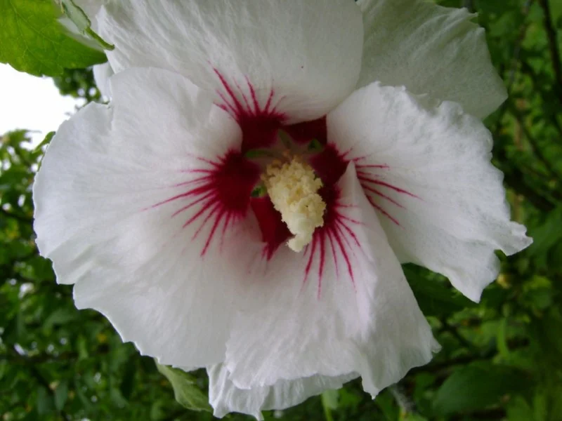Hibiscus Syriacus Monstrosus (Altheastruik)-2