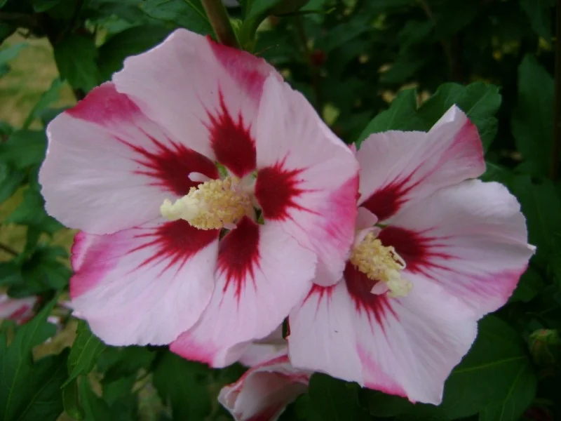 Hibiscus Syriacus Hamabo (Altheastruik)-1
