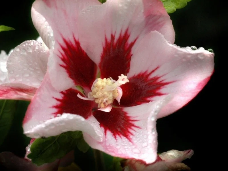 Hibiscus Syriacus Hamabo (Altheastruik)-2