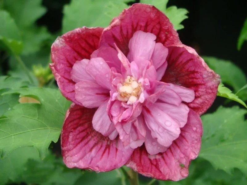Hibiscus Syriacus Duc de Brabant (Altheastruik)