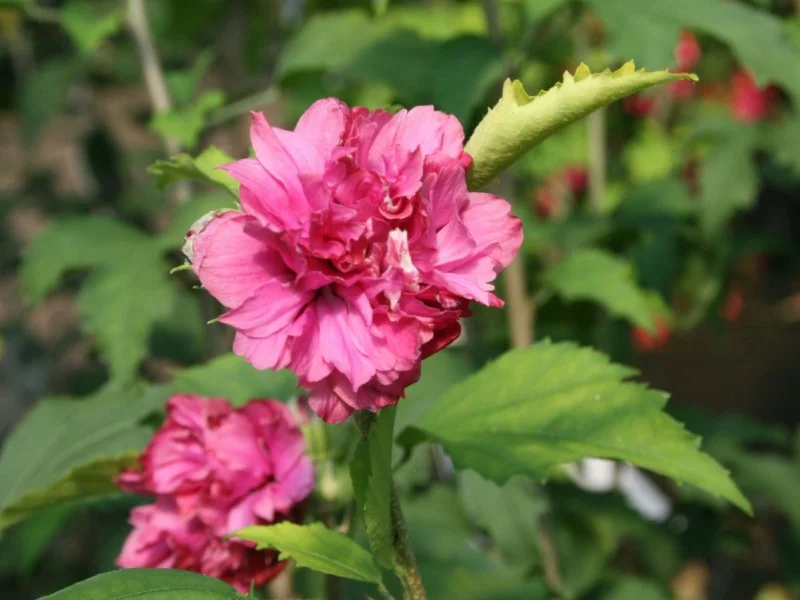 Hibiscus Syriacus Duc de Brabant (Altheastruik)-2