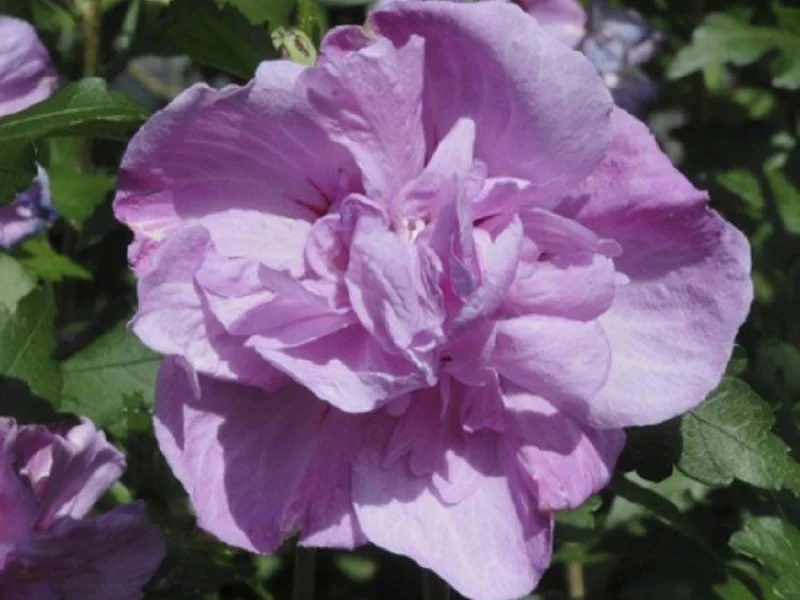 Hibiscus Syriacus Ardens (Altheastruik)-1