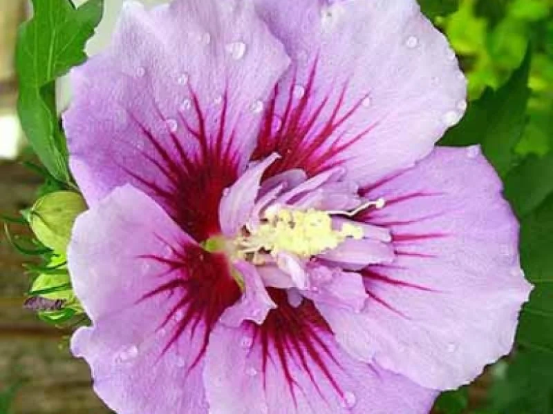 Hibiscus Syriacus Ardens (Altheastruik)-2