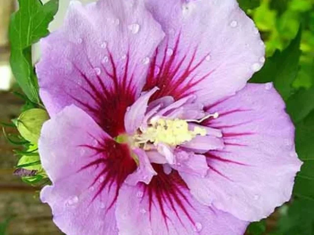Hibiscus Syriacus Ardens (Garten-Eibisch)