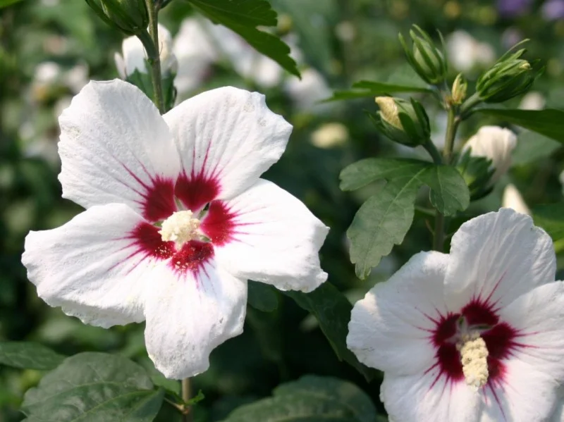 Hibiscus Syriacus Red Heart (Altheastruik)