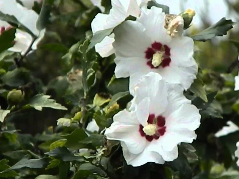Hibiscus Syriacus Red Heart (Altheastruik)-2