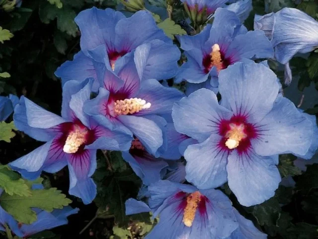 Hibiscus Syriacus Oiseau Blue (Garten-Eibisch)