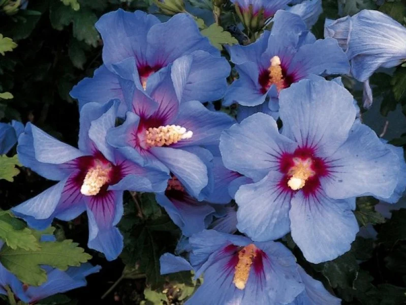 Hibiscus Syriacus Oiseau Blue (Altheastruik)