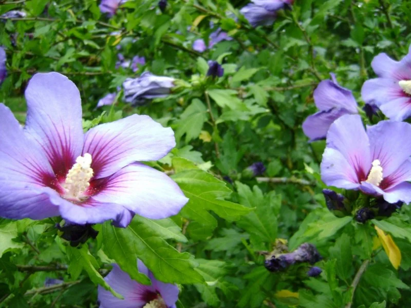 Hibiscus Syriacus Oiseau Blue (Altheastruik)-2