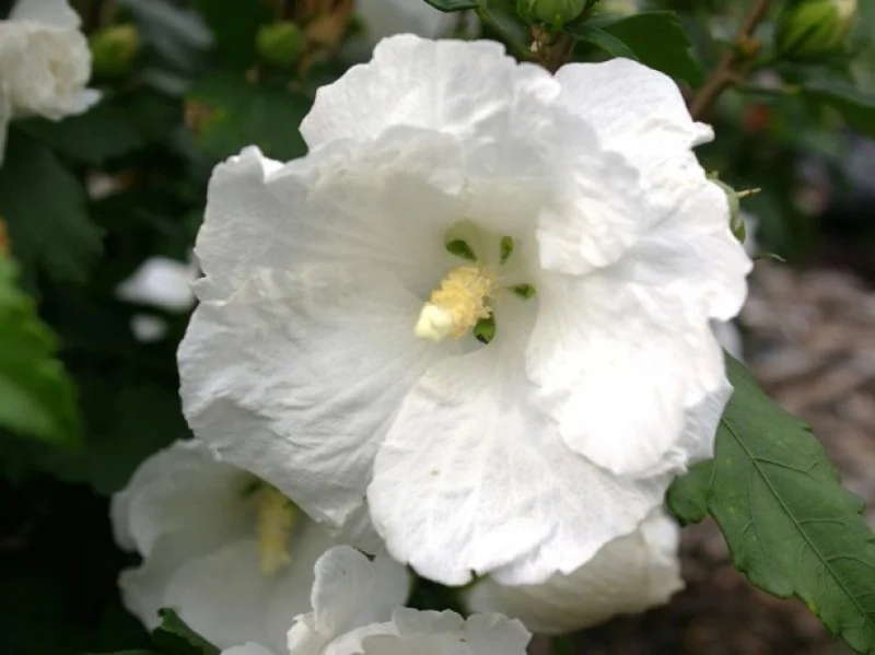 Hibiscus Syriacus William R.Smith (Altheastruik)