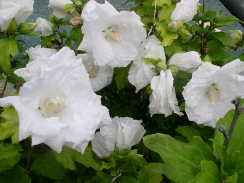 Hibiscus Syriacus William R.Smith (Altheastruik)