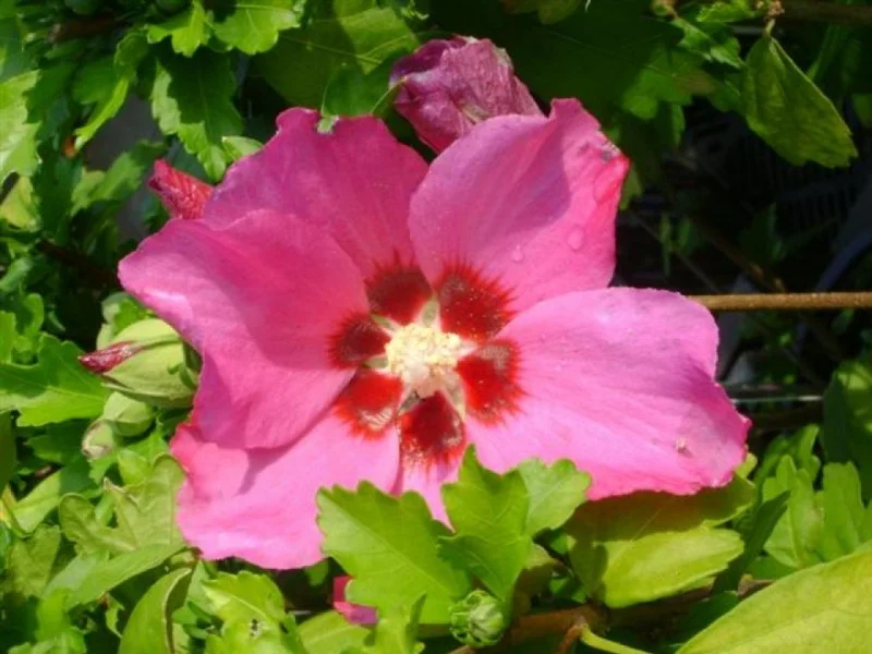 Hibiscus Syriacus Woodbridge (Altheastruik)