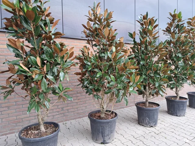 Magnolia Grandiflora Mehrstämmig (Magnolie)
