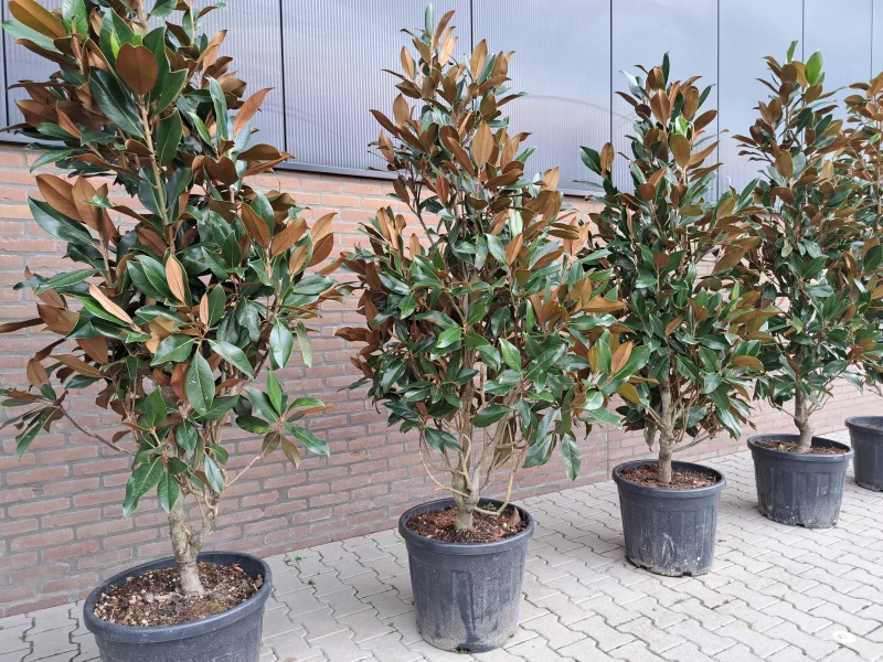 Magnolia Grandiflora meerstammig/beveerd (Beverboom)