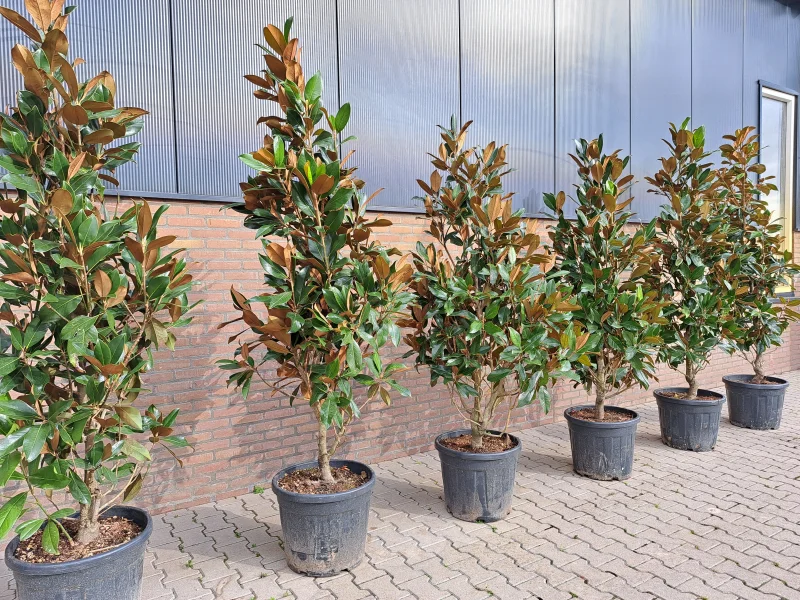 Magnolia Grandiflora meerstammig/beveerd (Beverboom)-2