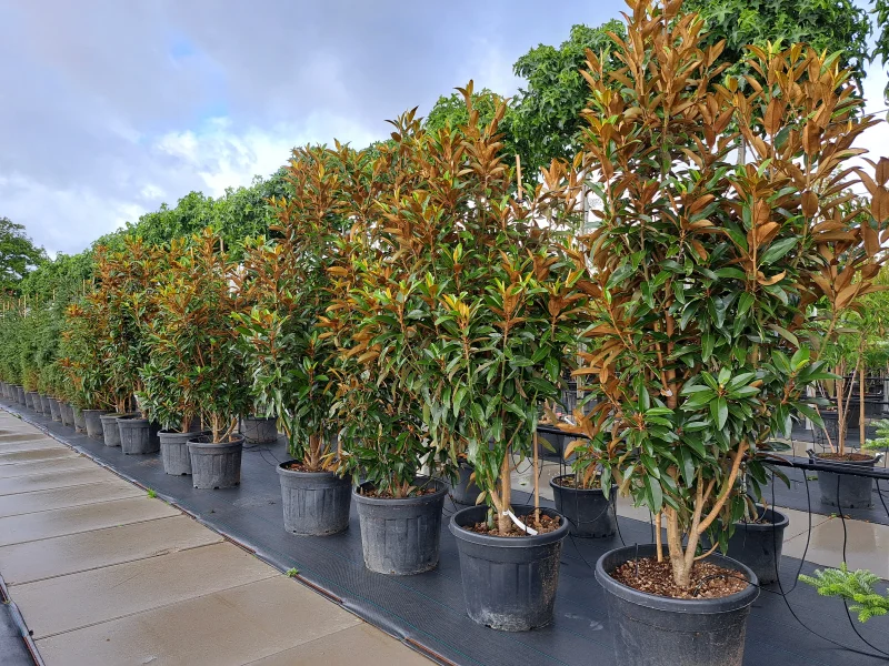 Magnolia Grandiflora meerstammig/beveerd (Beverboom)-3
