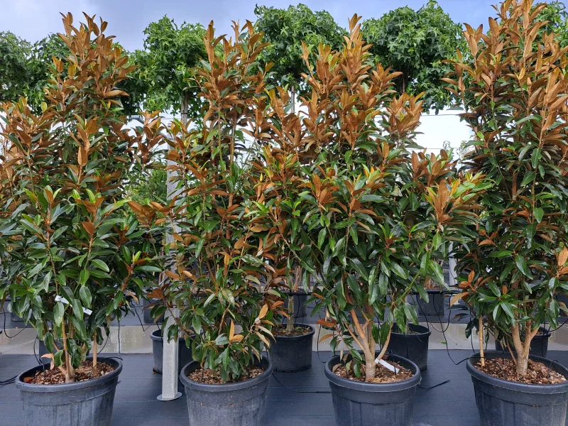 Magnolia Grandiflora meerstammig/beveerd (Beverboom)-4