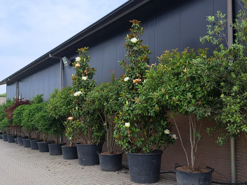 Magnolia Grandiflora meerstammig/beveerd (Beverboom)-6