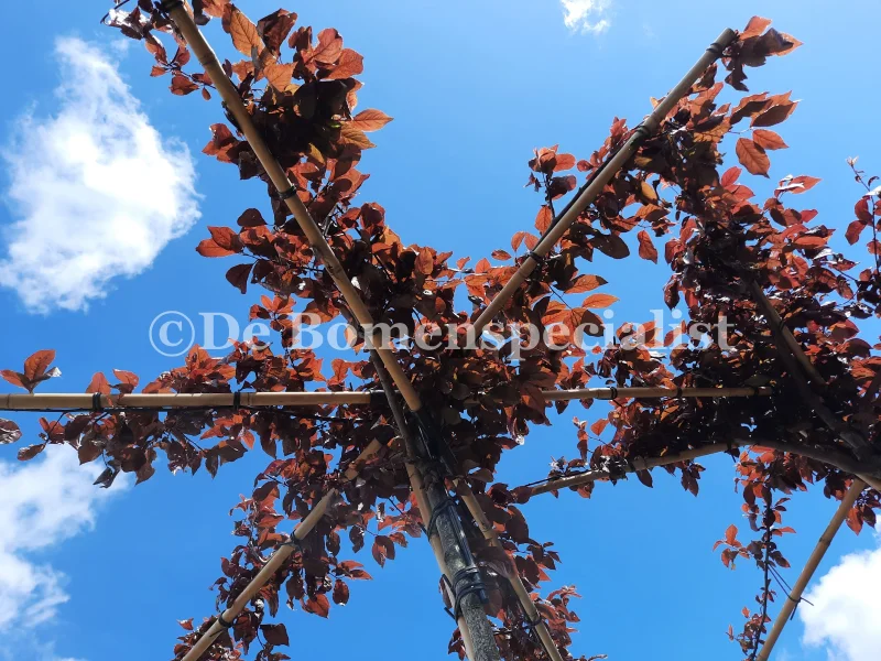 Prunus Cerasifera Nigra dakboom (Daksierpruim)