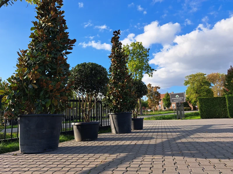 Magnolia Grandiflora meerstammig/beveerd (Beverboom)-7